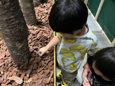 ファーブルに学ぶ！体感する昆虫展 TOKYO